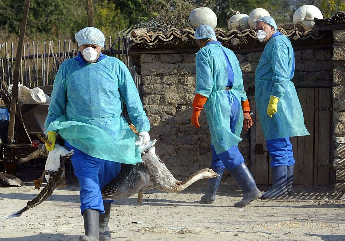 Retirada de patos afectados por gripe aviar en un municipio de Rumanía.