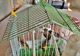 Jilgueros intervenidos por la Guardia Civil usados como reclamo, y posteriormente liberados.