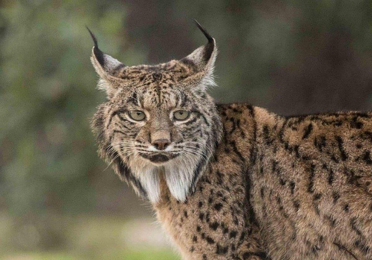 Qué hacer y qué evitar si te encuentras con un lince ibérico en libertad