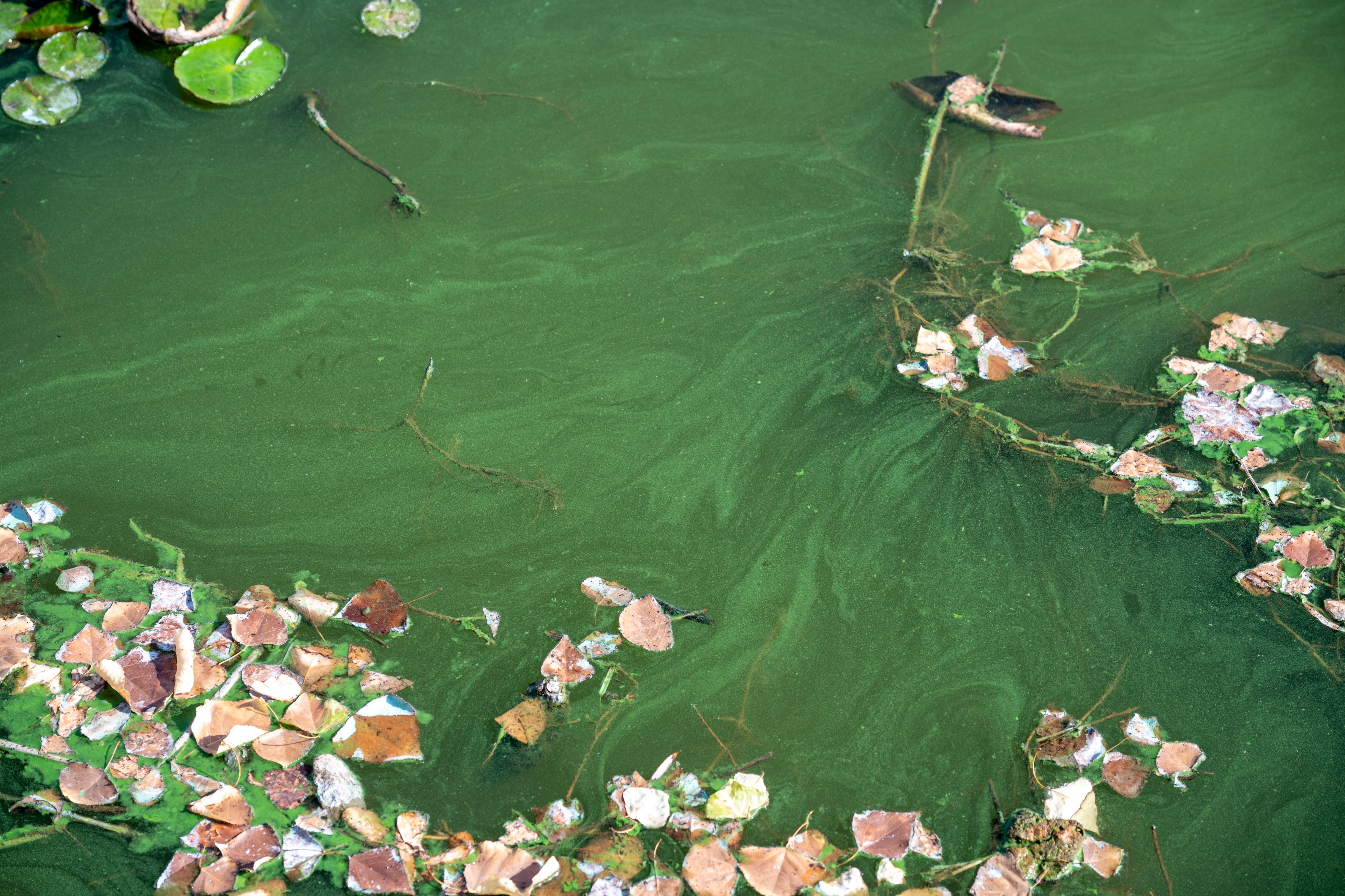 Cianobacteria zona del club de piragüismo río Guadiana.