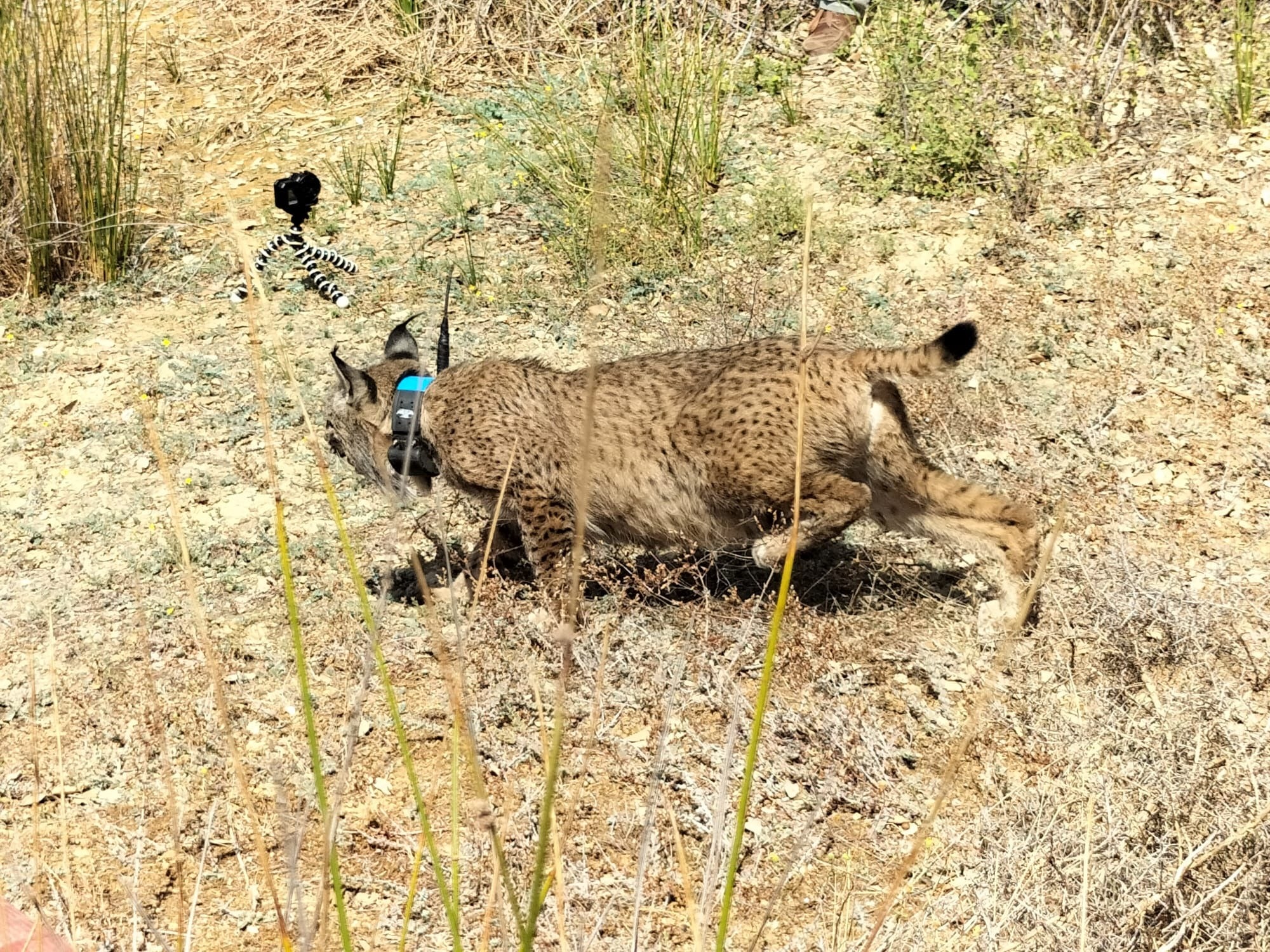Así ha sido la puesta en libertad en Extremadura de cuatro cachorros huérfanos de lince y su madre adoptiva