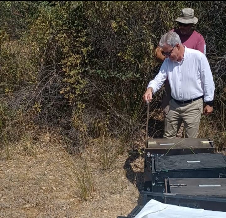 Así ha sido la puesta en libertad en Extremadura de cuatro cachorros huérfanos de lince y su madre adoptiva