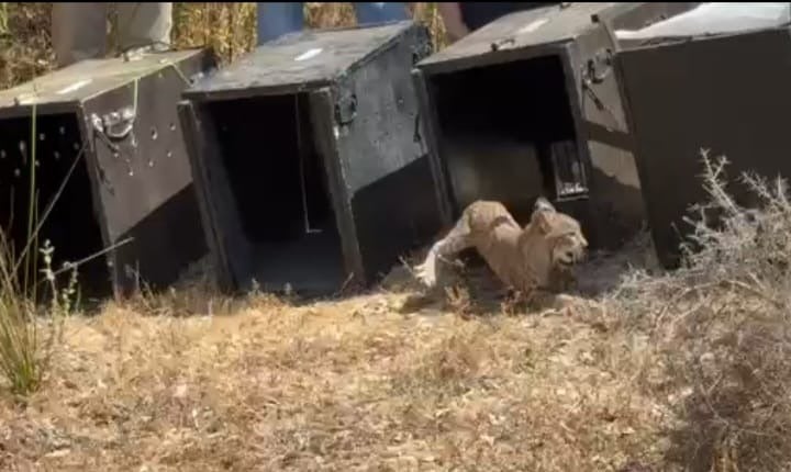 Así ha sido la puesta en libertad en Extremadura de cuatro cachorros huérfanos de lince y su madre adoptiva