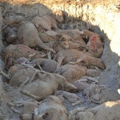 Fosa con ovejas muertas el año pasado en Villanueva del Fresno, junto a la frontera portuguesa.