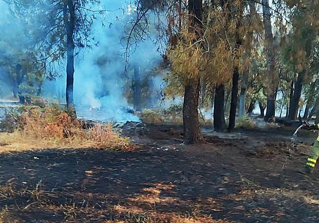 Estado en el que ha quedado el pinar.