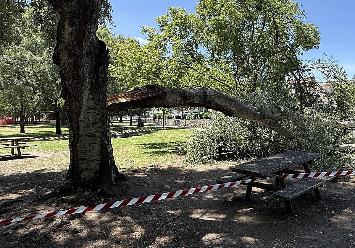 El parque de La Isla ha sufrido varios desplomes de ramas este año.