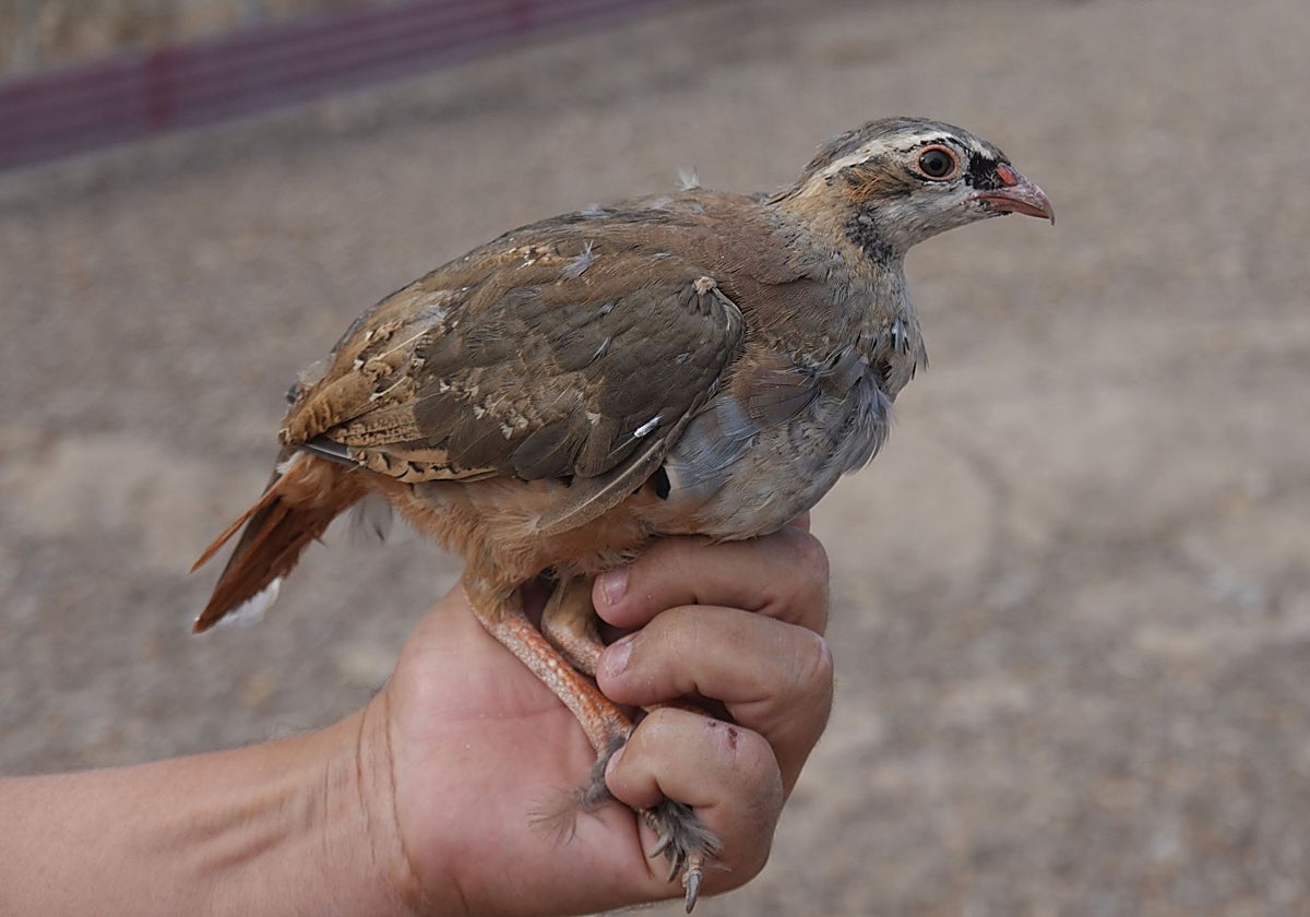 La jaula estaba pensada para cazar perdices porque se comían sus sembrados.
