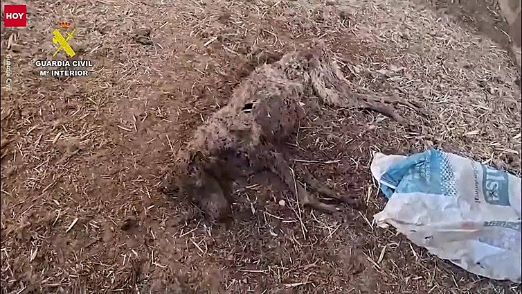 El Seprona encuentra 32 perros muertos en una finca de Extremadura