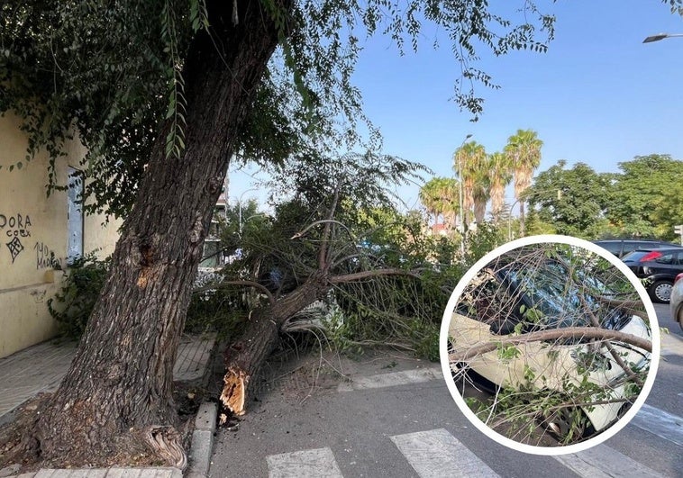 La rama de un árbol aplasta un coche en Ronda del Pilar, en Badajoz