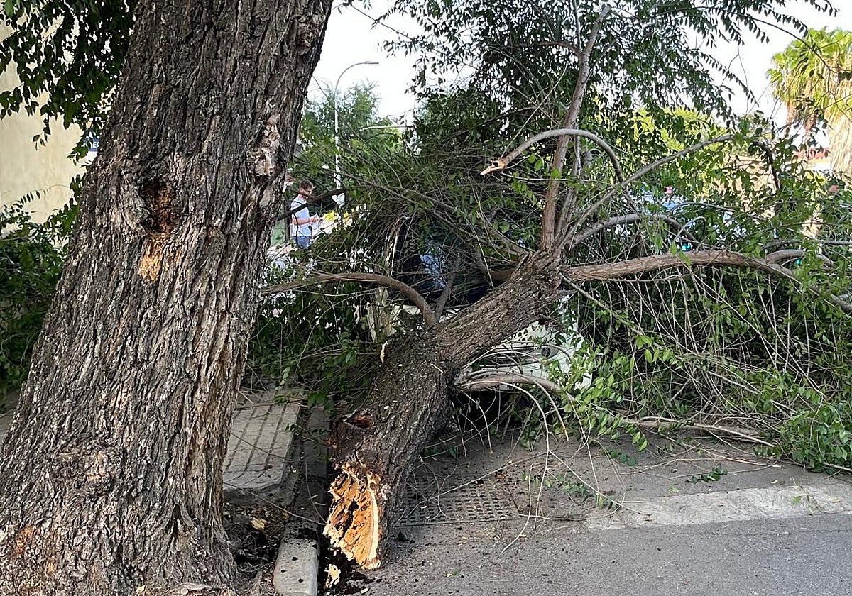 La rama que se partió ayer en la avenida Ronda del Pilar de Badajoz.