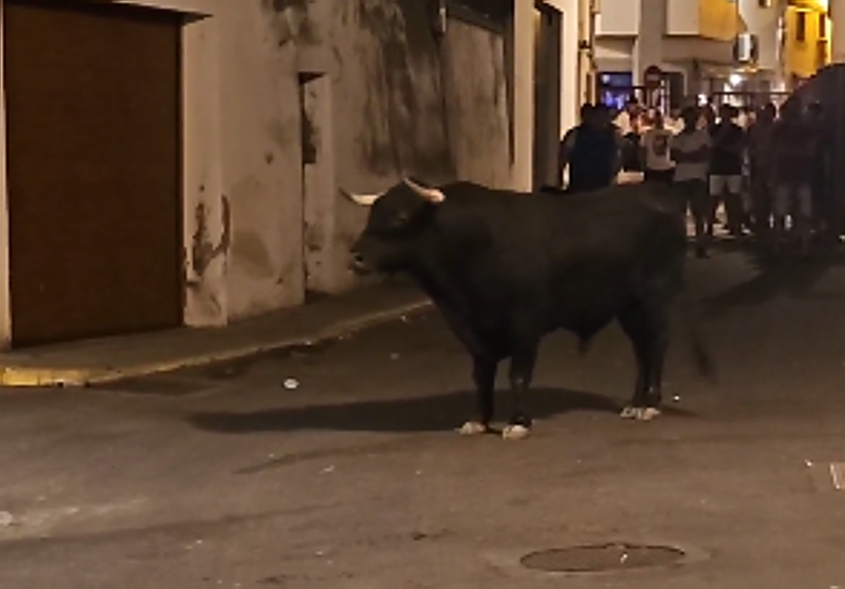 El toro que ha participado en los festejos en la madrugada de este jueves.