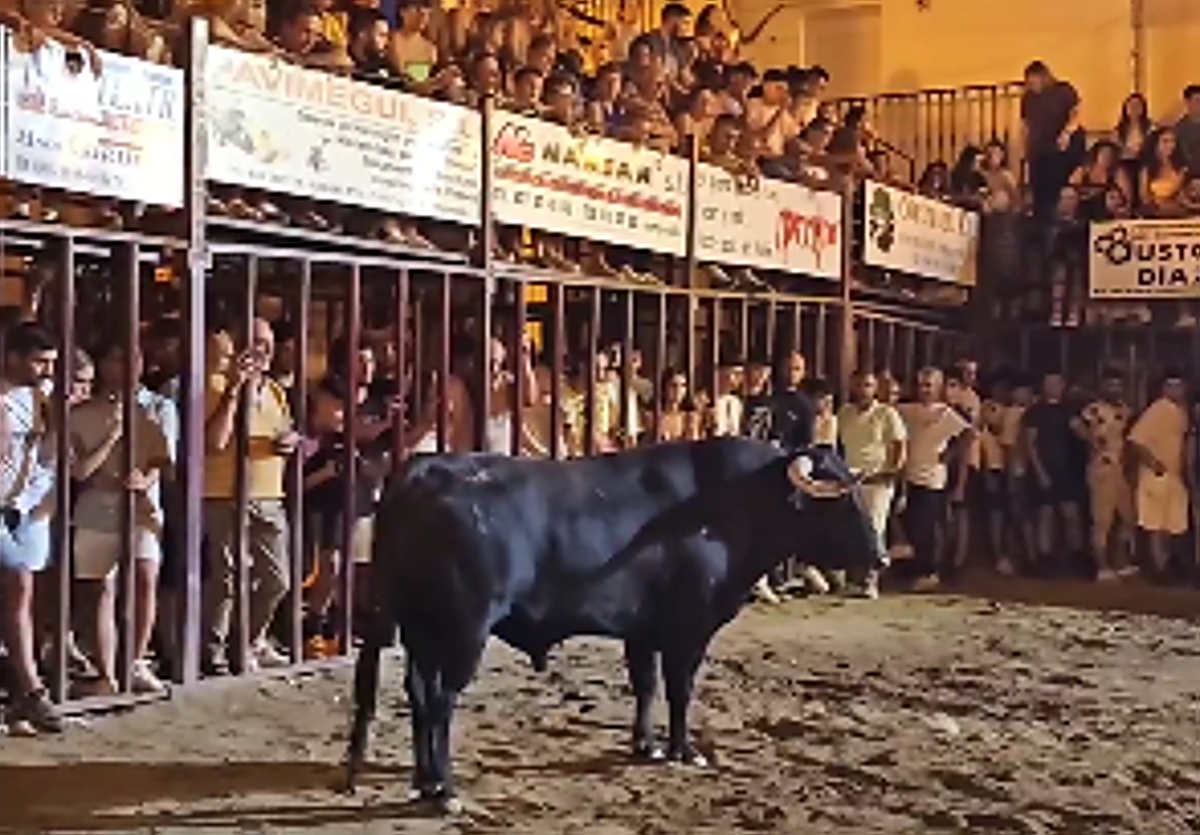Fotografía del toro 'Conocedor' de esta madrugada de viernes en Torrejoncillo.