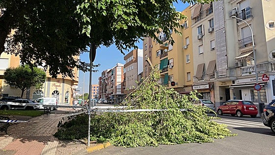 Una nueva caída de la rama de un árbol afecta a la avenida Corte de Peleas