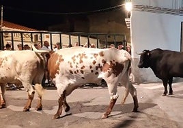 Cabezón, de madrugada en las calles de Torrejoncillo.