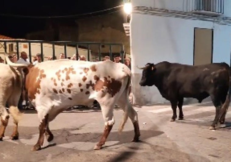 El toro Cabezón protagoniza un largo y peligroso encierro de madrugada en Torrejoncillo