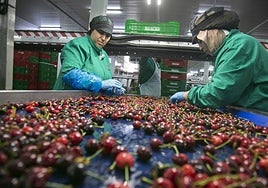 La Agrupación de Cooperativas del Valle del Jerte ya exporta la mitad de su producción.