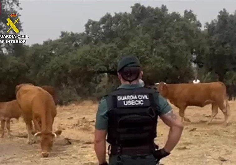 La Guardia Civil acompaña a los ganaderos de Gargantilla para que alimenten a los animales