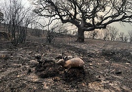 Los cazadores extremeños invierten más de 8,5 millones de euros anuales en la prevención de incendios forestales
