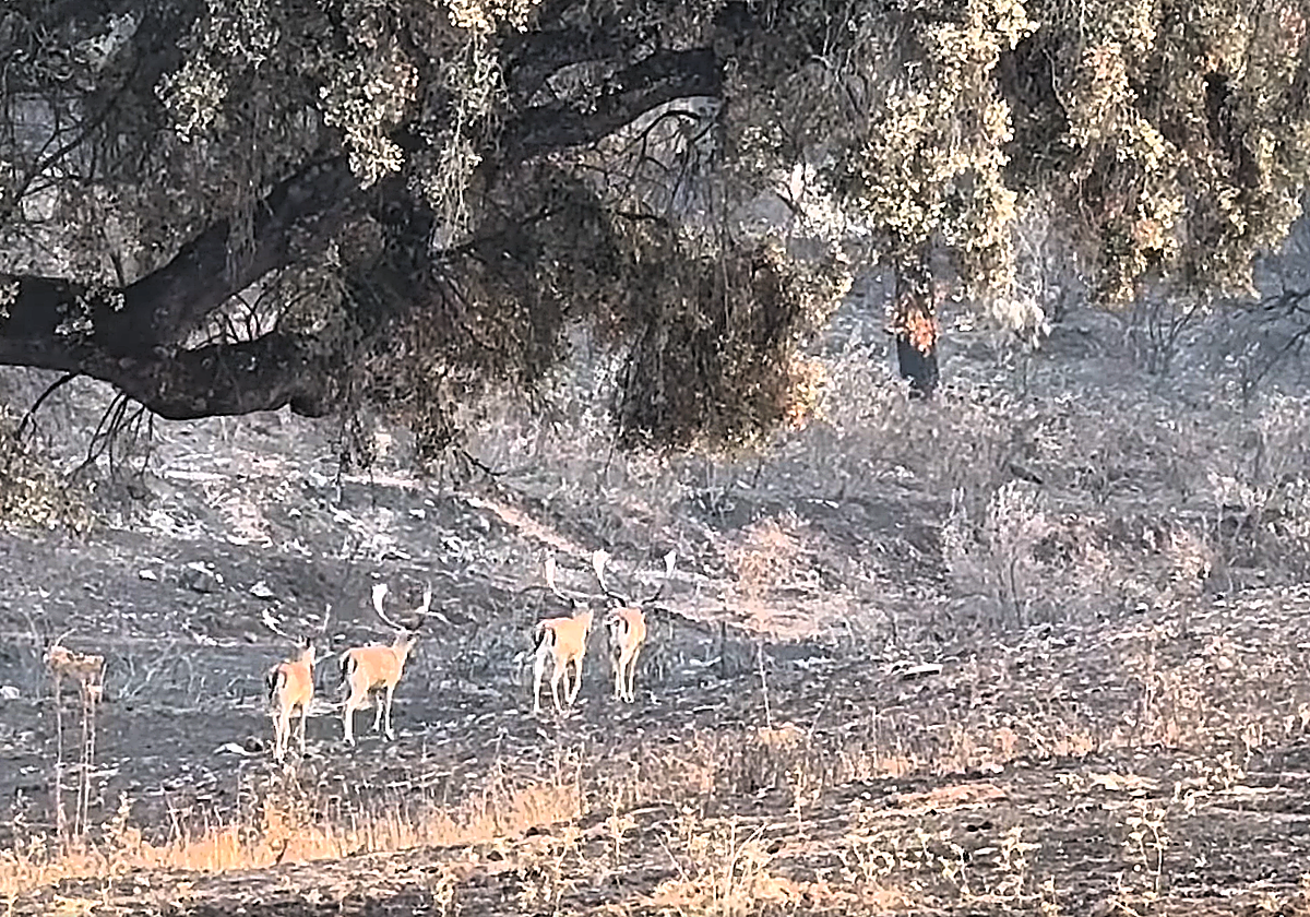 Afectados por los incendios en Alburquerque exponen su desesperación a la Junta de Extremadura