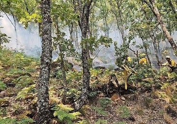 Buena evolución del incendio de Jarilla, que podría quedar estabilizado este jueves