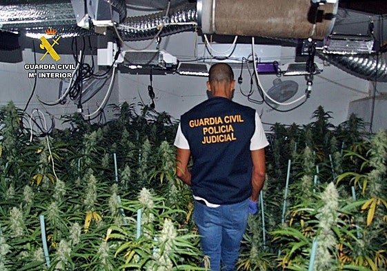 Detenido por cultivar 219 plantas de marihuana en su vivienda de Villagarcía de la Torre