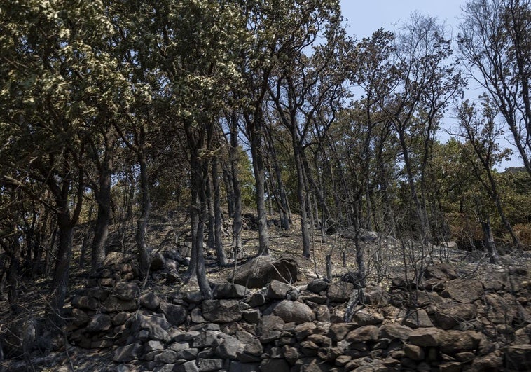 Extremadura está ya en nivel 1 y todos los evacuados vuelven a casa