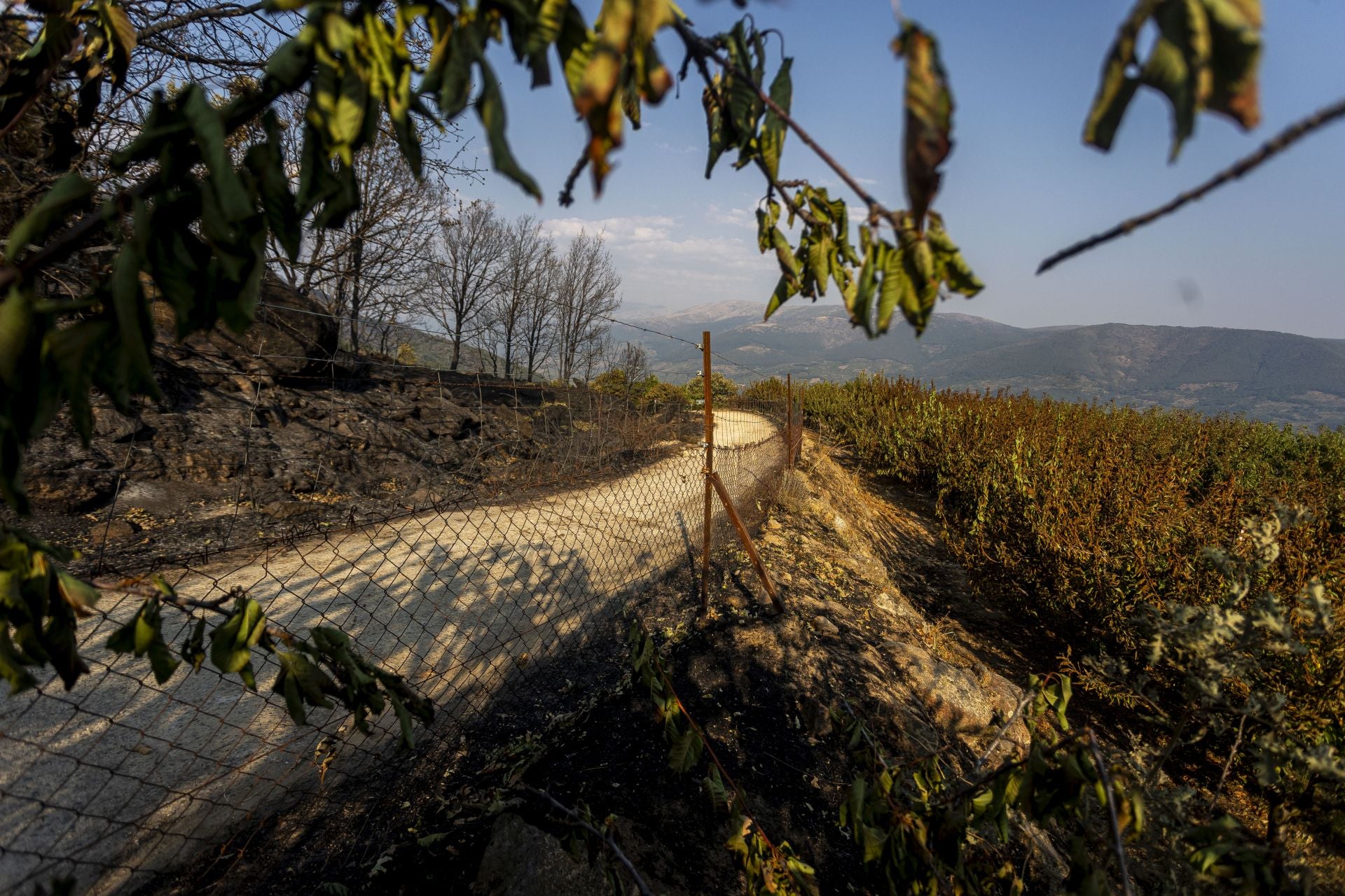Fotos | Así han quedado los cerezos calcinados por el incendio de Jarilla