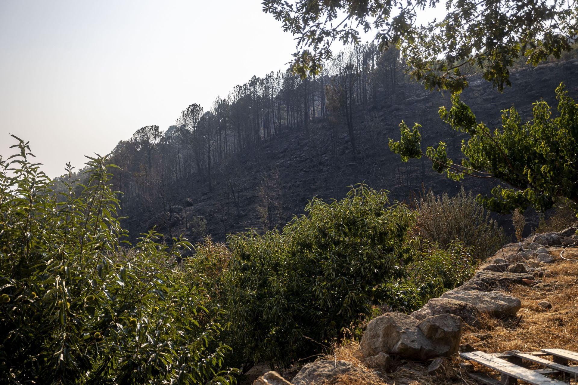 Fotos | Así han quedado los cerezos calcinados por el incendio de Jarilla