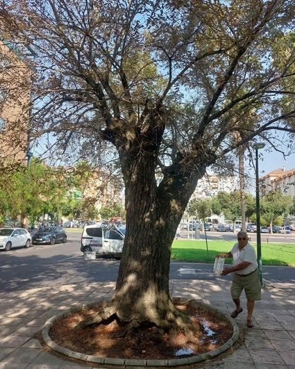 Luis Serrucho riega el olmo que le acompaña toda la vida