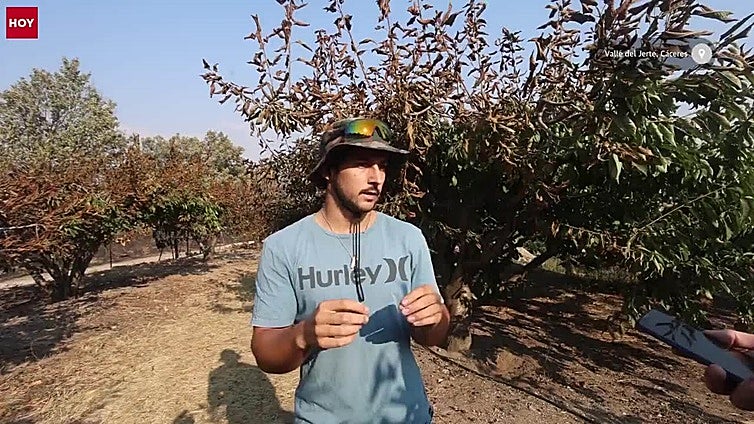 Los daños a los cerezos por el fuego: «En horas hemos perdido el trabajo de una vida»