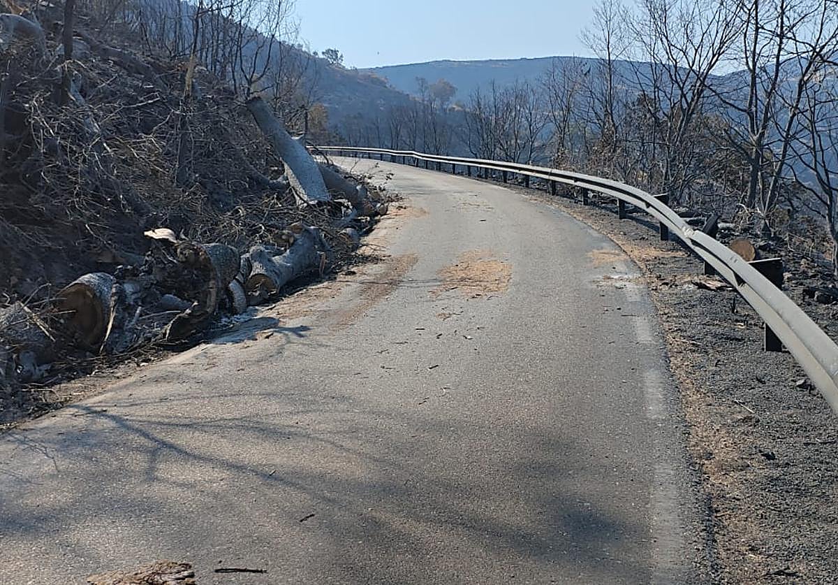 Estado que presenta la carretera del Puerto de Honduras tras el devastador incendio de Jarilla.