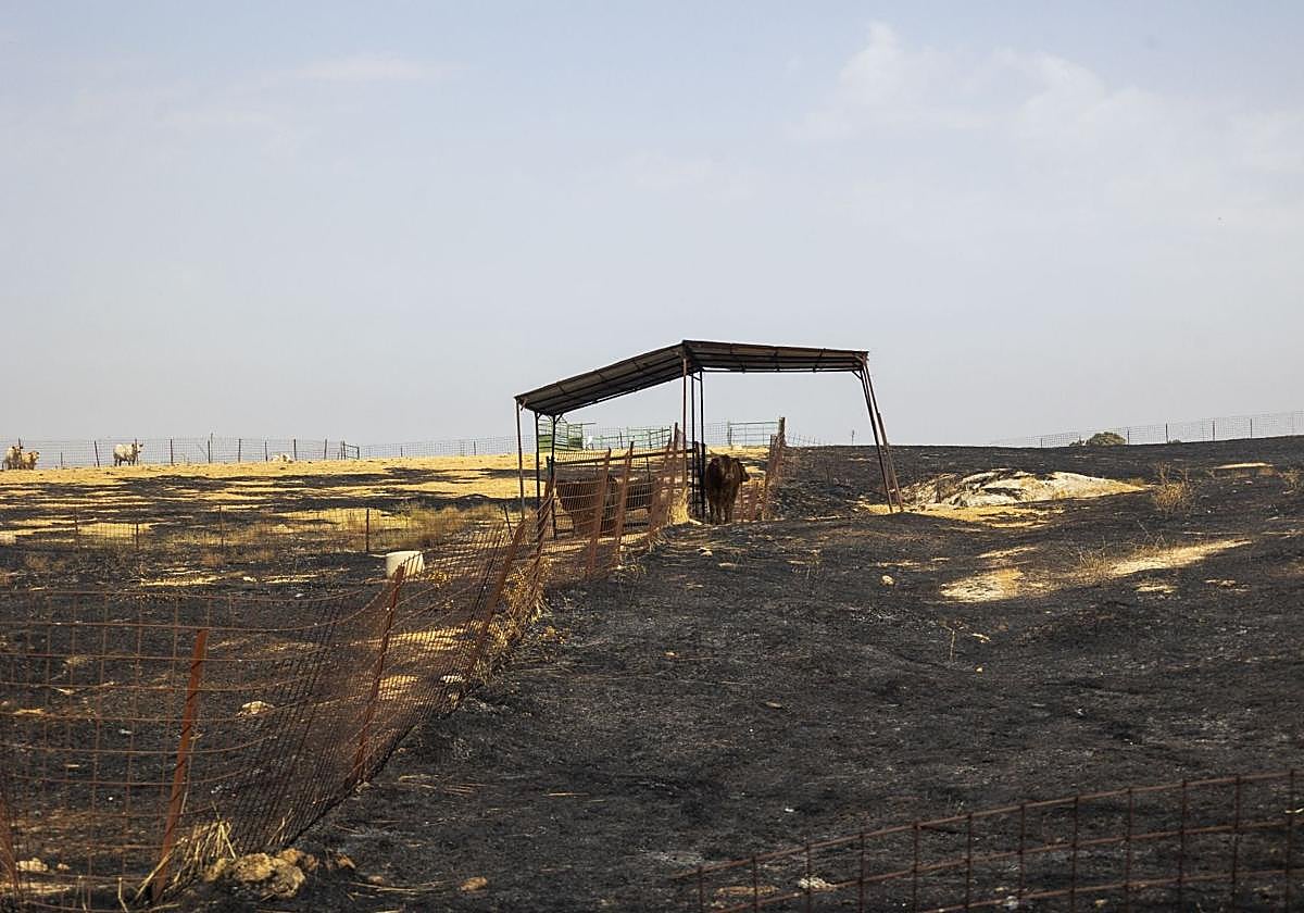 Terrenos arrasados por el incendio de Casar de Cáceres.