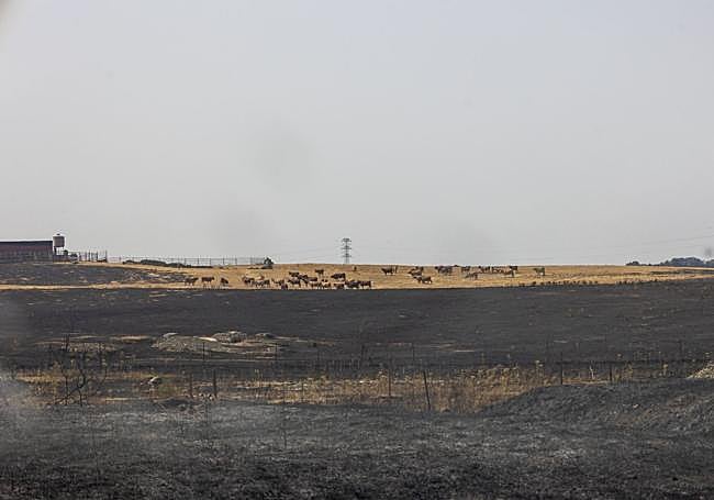 Terrenos arrasados por el incendio de Casar de Cáceres.