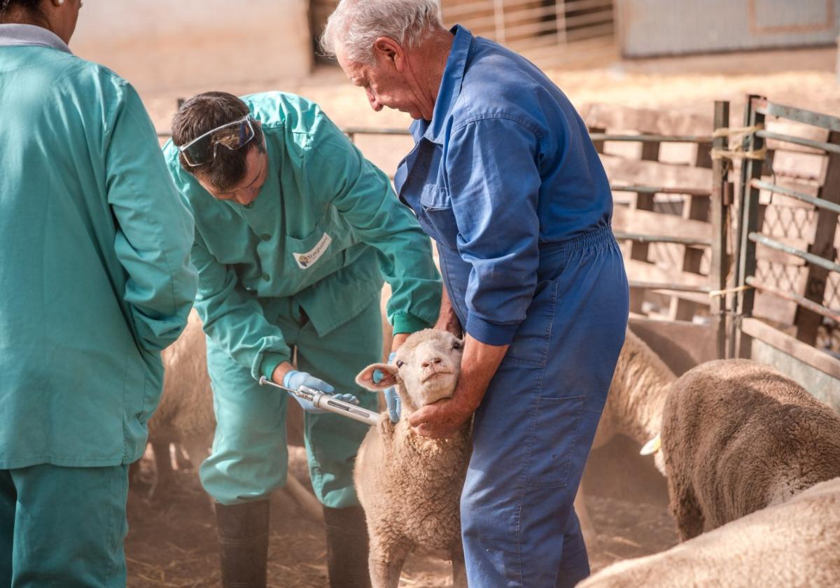 Vacunación contra la lengua azul en Extremadura.