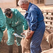 Vacunación contra la lengua azul en Extremadura.