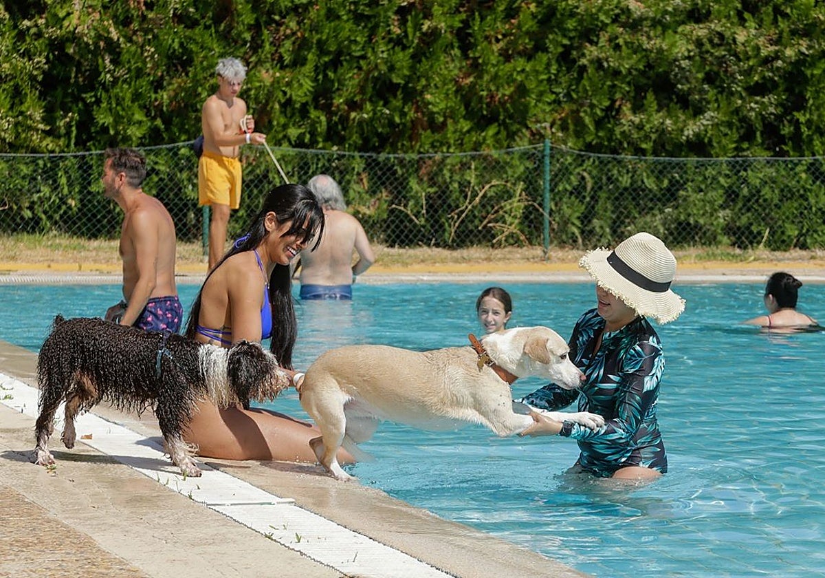 Perro en la piscina Guadiana en una edición pasada de 'Patas al agua'.