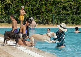 Perro en la piscina Guadiana en una edición pasada de 'Patas al agua'.