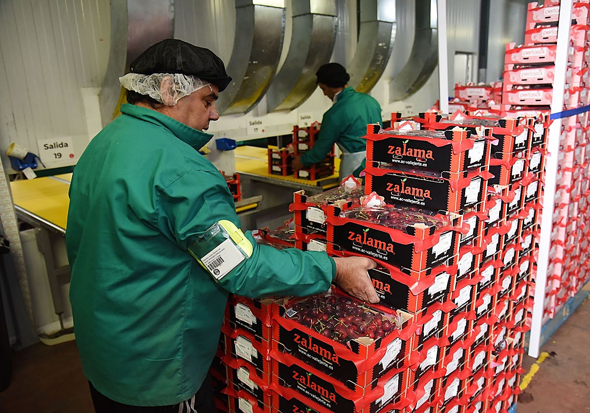 Cajas de cerezas listas para salir de la Agrupación de Cooperativas del Valle del Jerte.