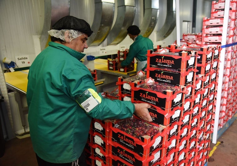 China quiere comerse las cerezas del Jerte