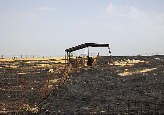Superficie quemada por el incendio registrado en Casar de Cáceres.