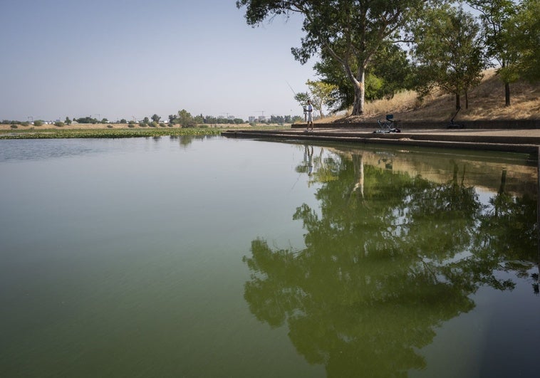 La CHG detecta de nuevo cianobacterias en el río Guadiana en Badajoz