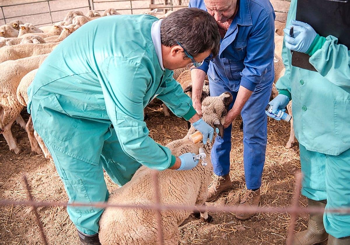 Los ganaderos de La Serena trasladan a la Junta sus propuestas para controlar la lengua azul
