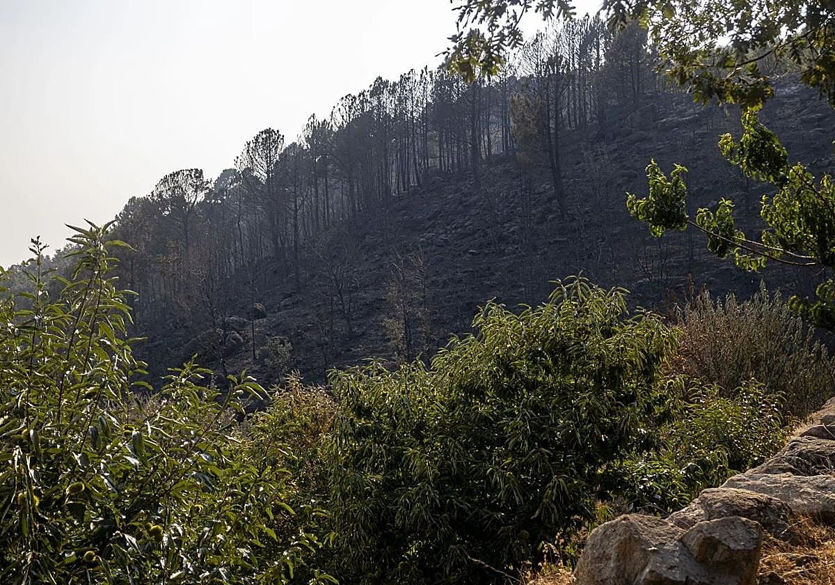 Monte quemado por el incendio de Jarilla.