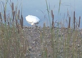 Detectado un nuevo caso de gripe aviar en un ave silvestre en Guareña