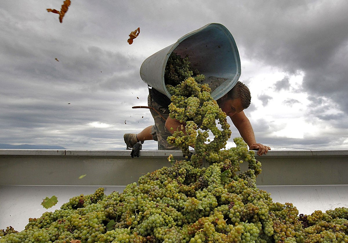 Un vendimiador en plena faena en Francia.