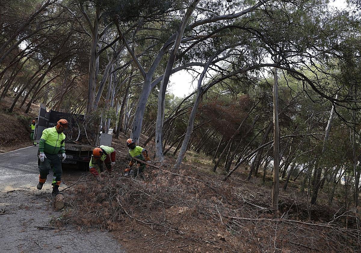 Operarios limpiando un monte.