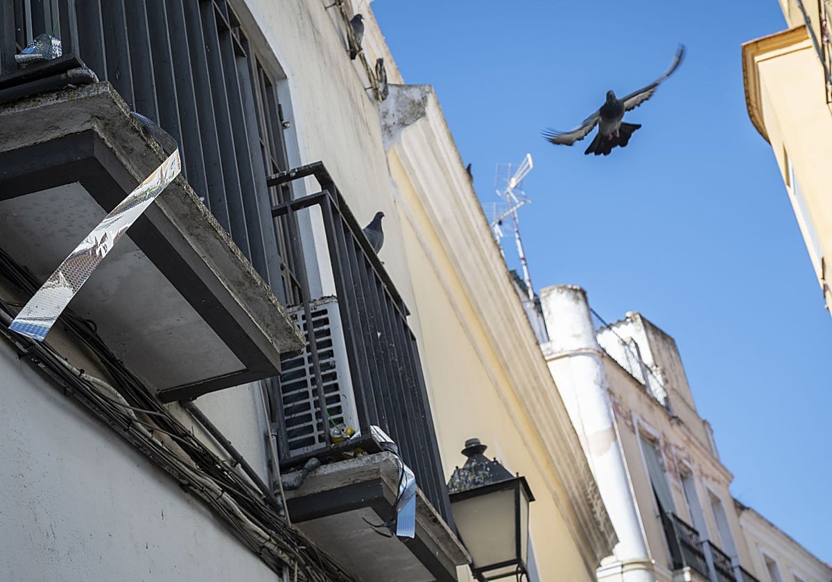 Las cintas brillantes que se han instalado en muchas viviendas.