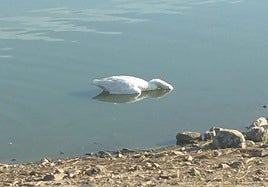 Aparecen muertos entre cinco y diez patos en el pantano San Roque de Guareña