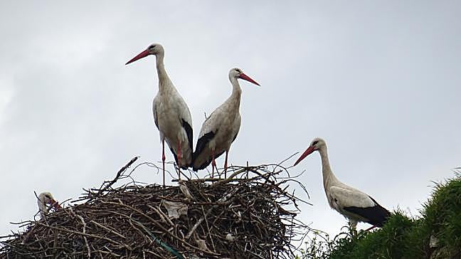 ¿Qué localidad extremeña pertenece a la red internacional de Pueblos Europeos de la Cigüeña?