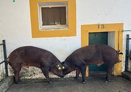 El Censyra subastará 20 cerdos duroc el 8 de octubre con un precio de salida de 700 euros por animal